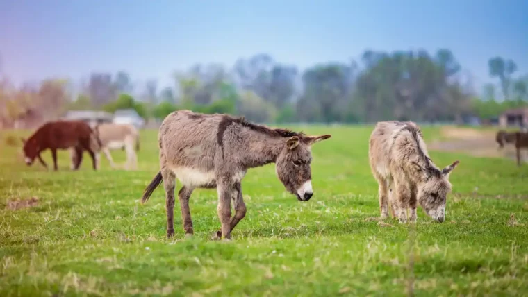 Benefits of Donkey Milk for skin