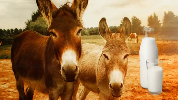 donkey milk