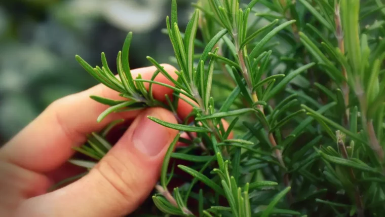 rosemary for skin